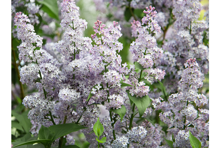 Фотообои «Веточки сирени»