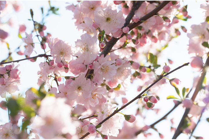 Фотообои «Нежная сакура на ветках»