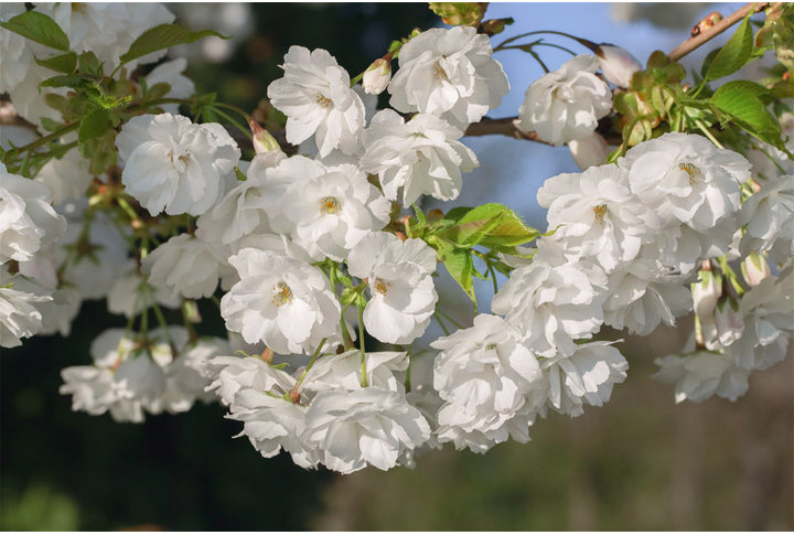 Фотообои «Ветка белой сакуры»
