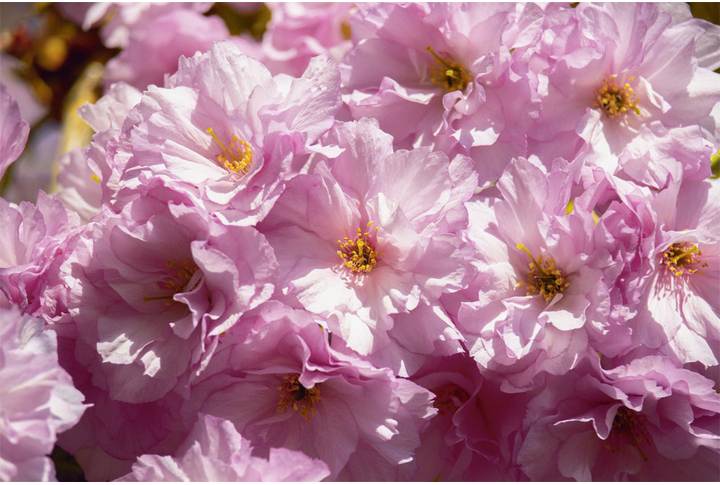 Фотообои «Большие цветы сакуры»