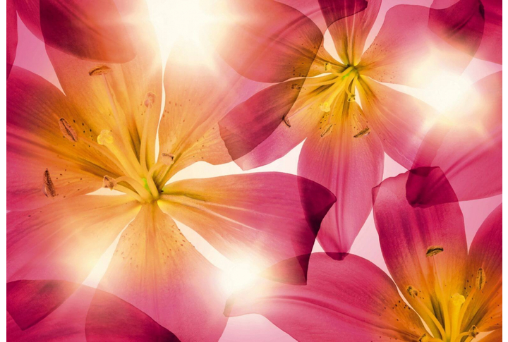 Фотообои «Summer Sun» (Летнее Солнце)