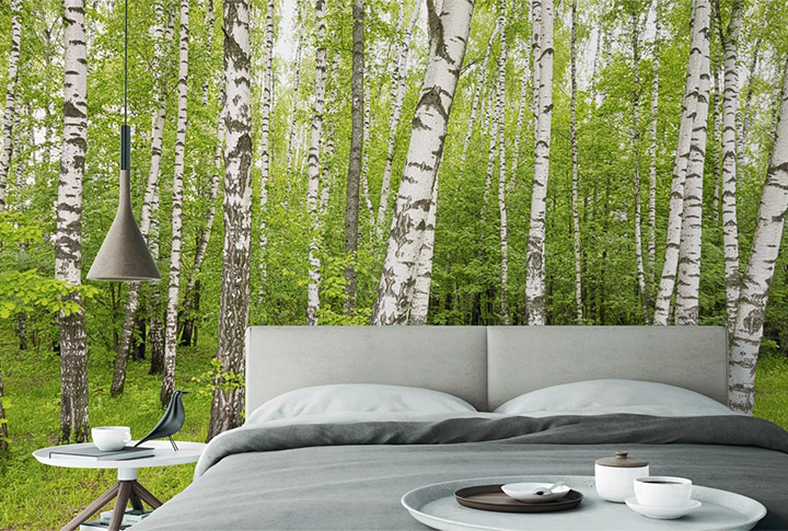 Фотообои Берёзы