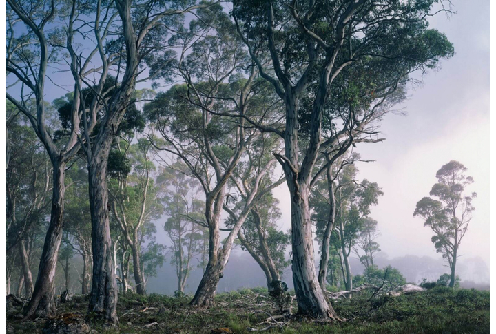 Фотообои «Fantasy Forest» (Фантастический Лес)