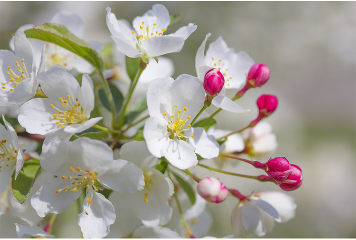 Фотообои «Яблоня белая»