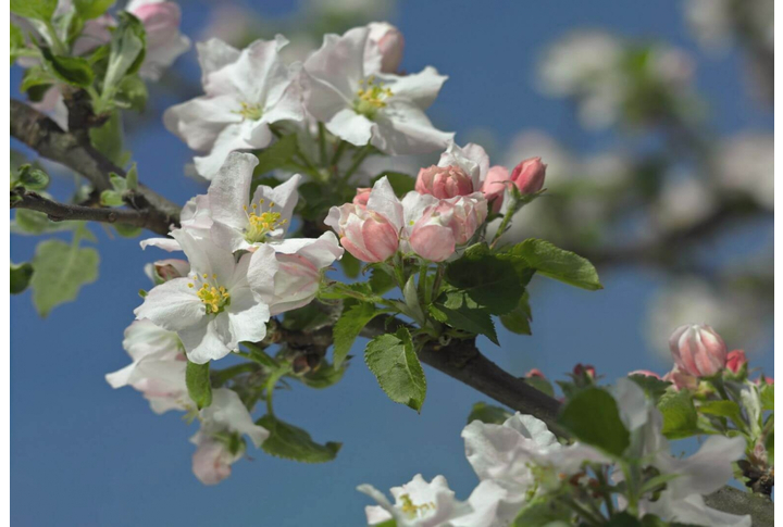 Фотообои «Primavera» (Яблоневый цвет)