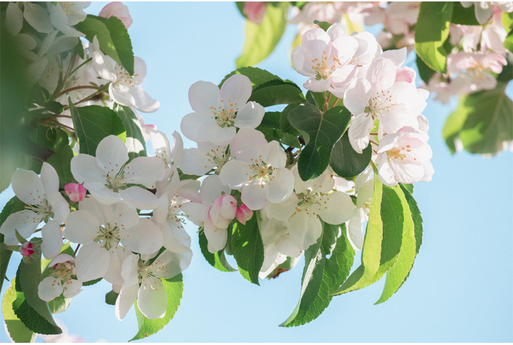 Фотообои «Ветка яблони в цвету»