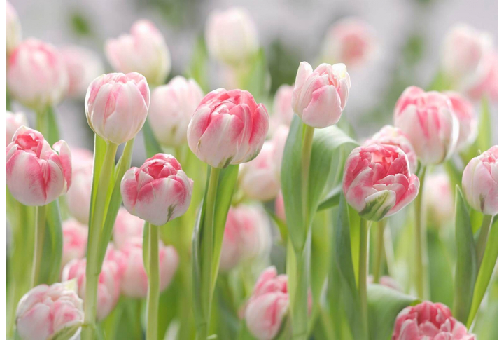 Фотообои «Secret Garden» (Сад Секретов)