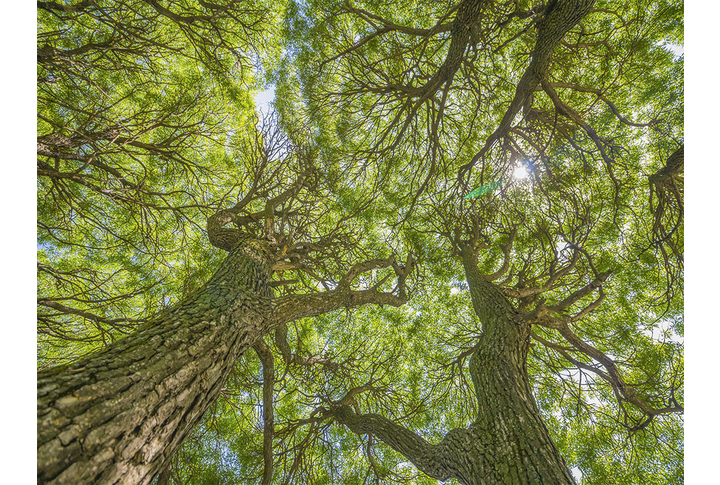 Фотообои «Деревья ивы в зелени в весеннем лесу»