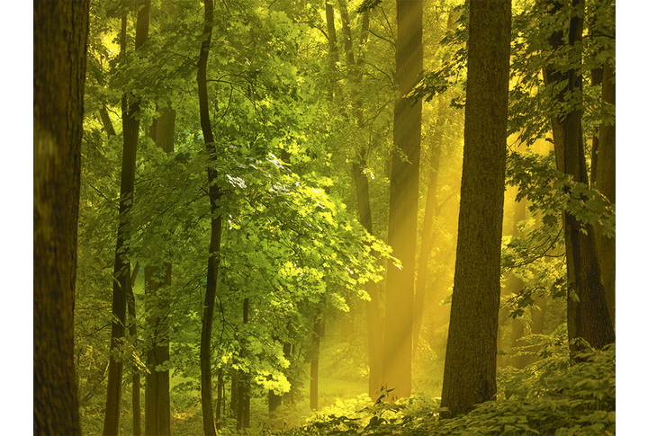 Фотообои «Лес в тумане, солнечные лучи»