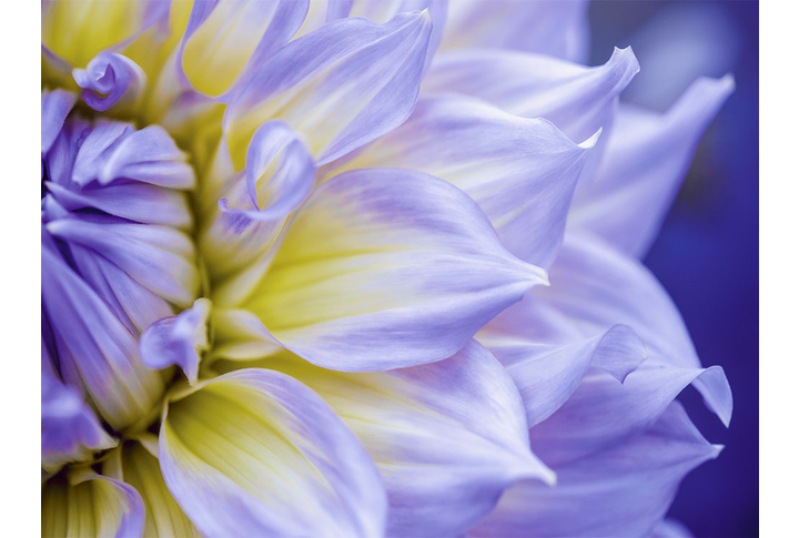 Фотообои «Большой цветок георгины»