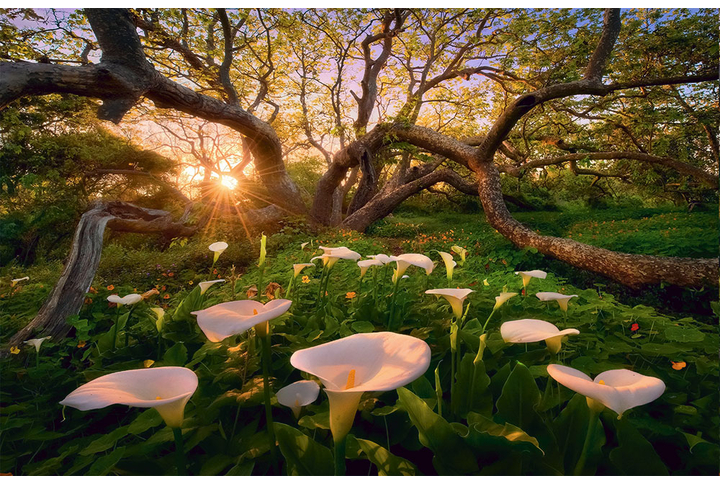 Фотообои «Солнечный лес с цветами каллы»