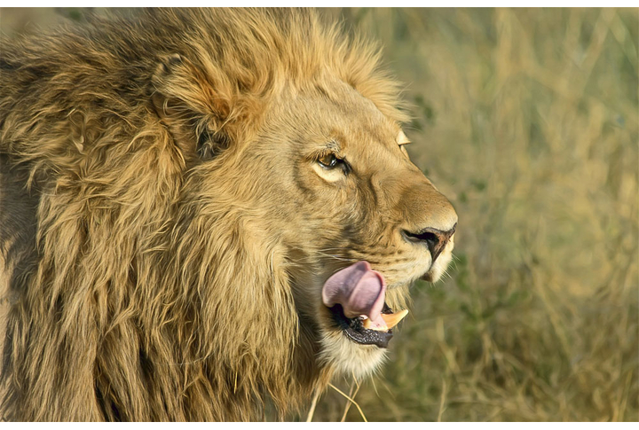 Фотообои «Облизывающийся лев в саванне»