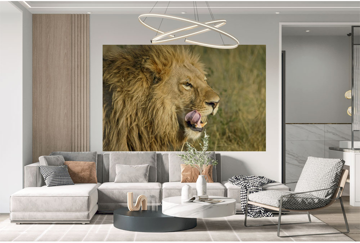 Фотообои «Облизывающийся лев в саванне» в интерьере