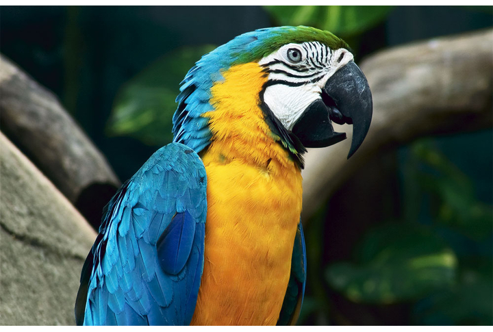 Фотообои «Красивый попугай»