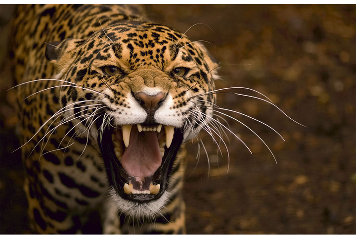 Фотообои «Рычащий леопард»