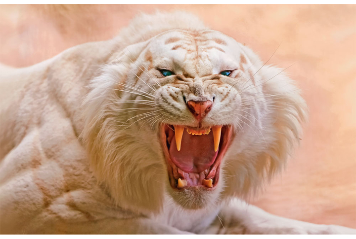 Фотообои «Тигр альбинос»