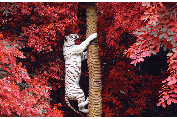 Фотообои «Белый тигр в листве»