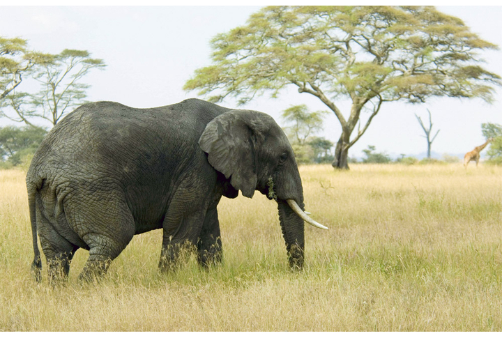 Фотообои «Слон в саванне»