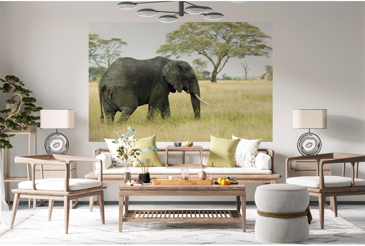 Фотообои «Слон в саванне» в интерьере