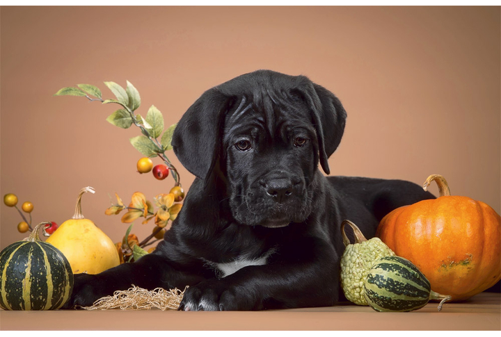 Фотообои «Черный щенок и овощи»