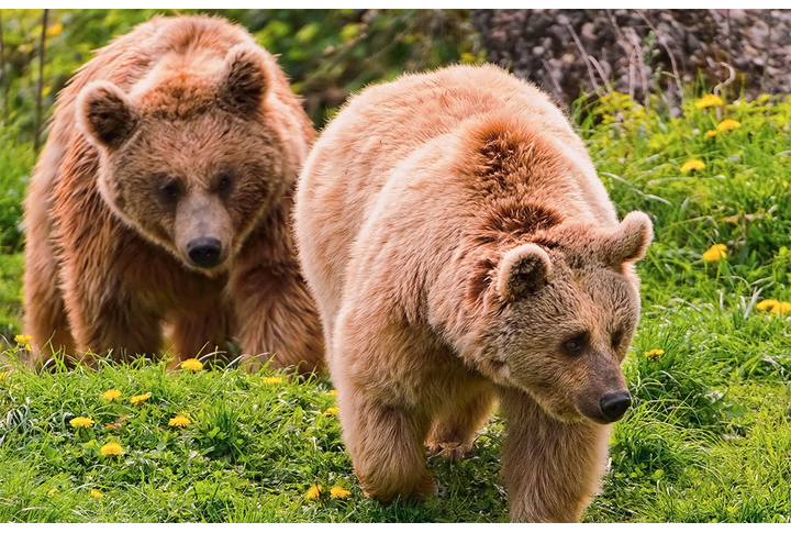 Фотообои «Два медведя»