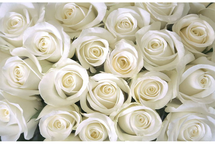 Фотообои «Крупные белые розы»