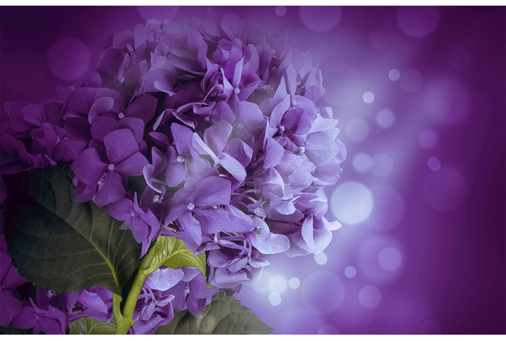 Фотообои «Фиолетовая гортензия»