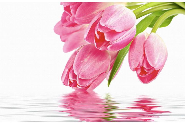Фотообои «Розовые тюльпаны над водой»