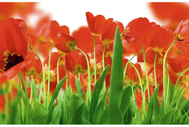 Фотообои «Поле красных тюльпанов»