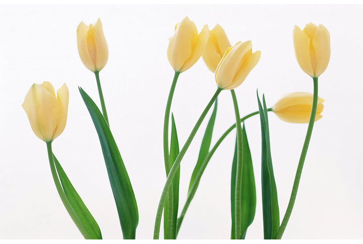 Фотообои «Желтые тюльпаны на белом фоне»