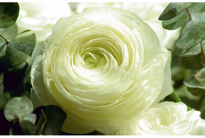 Фотообои «Большой белый пион в листве»