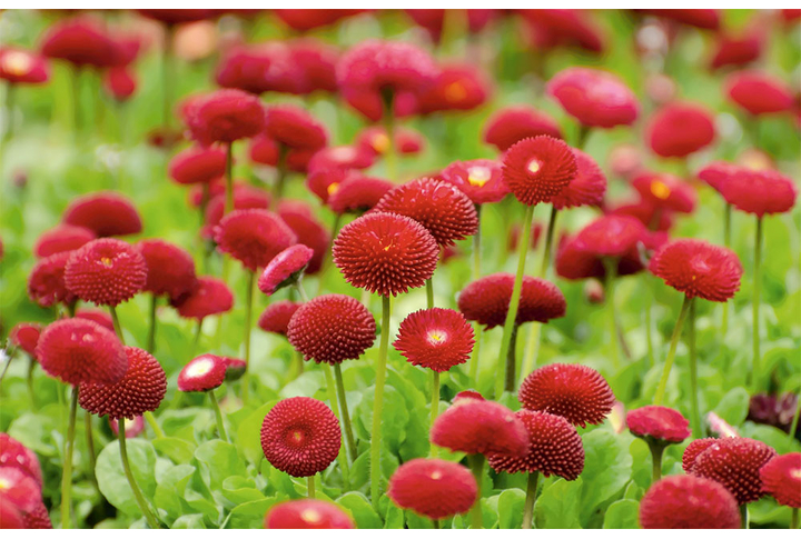 Фотообои «Цветы маргаритки»