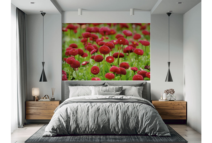 Фотообои «Цветы маргаритки» в интерьере