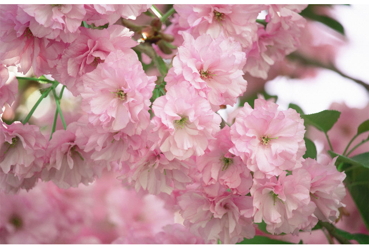Фотообои «Ветки нежной сакуры»