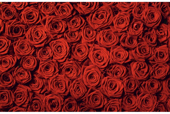 Фотообои «Красные цветы розы»