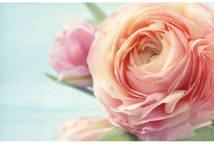 Фотообои «Большой цветок розового пиона»