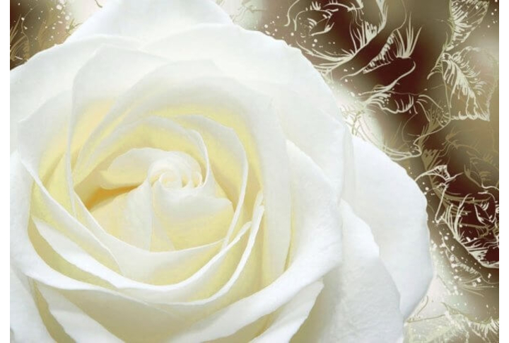 Фотообои «Нежность»