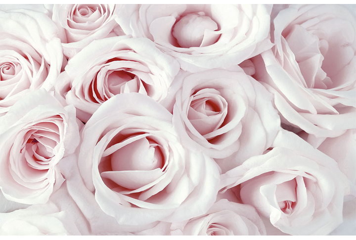 Фотообои «Розы в пудровых оттенках»