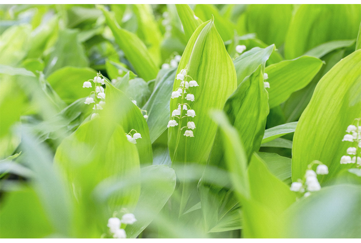 Фотообои «Цветы ландыша в зеленой листве»