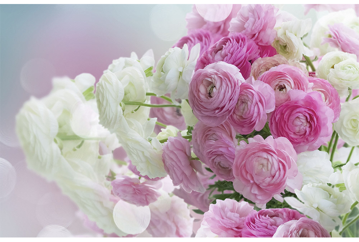 Фотообои «Белые и розовые пионы в букете»