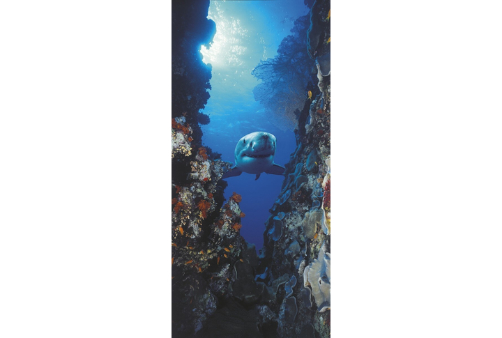 Фотообои «Shark» (Акула)