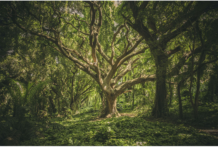 Фотообои «Лес в джунглях, старое дерево на поляне»