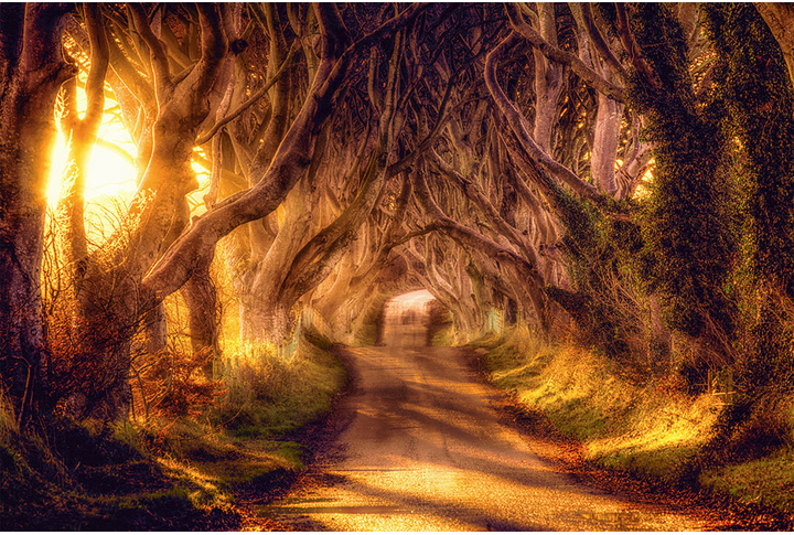 Фотообои «Буковый тёмный лес, дорога через арку из деревьев»