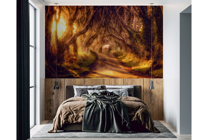 Фотообои «Буковый тёмный лес, дорога через арку из деревьев» в интерьере