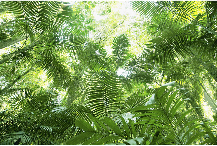 Фотообои «Джунгли, заросли из листьев пальмы»