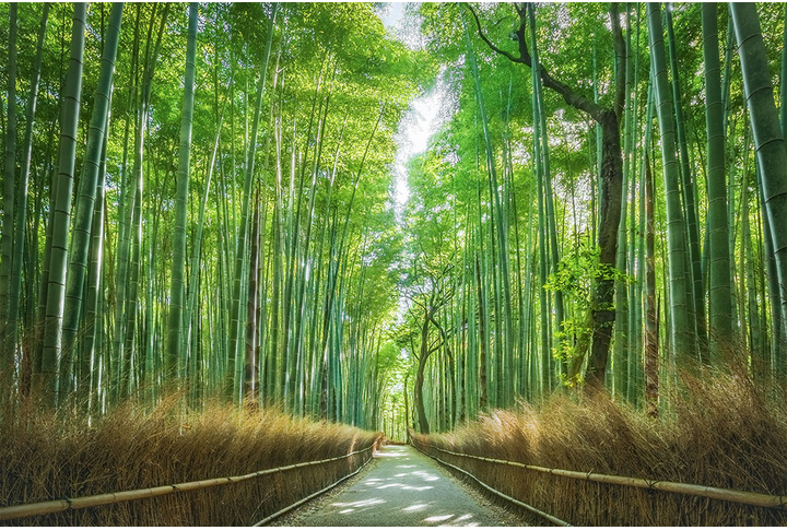 Фотообои «Бамбуковый лес»