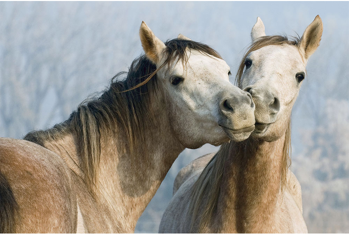 Фотообои «Влюбленные лошади»