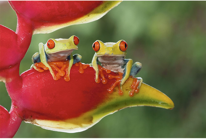 Фотообои «Лягушки на цветке»