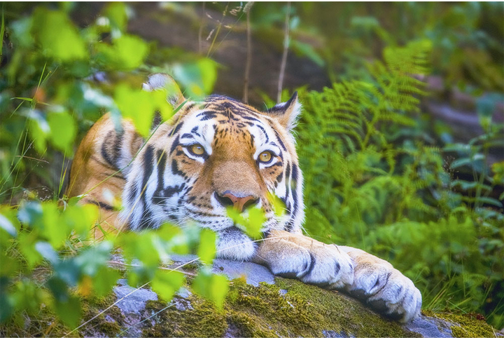 Фотообои «Тигр в зелёной листве»