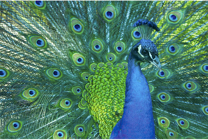 Фотообои «Павлин»